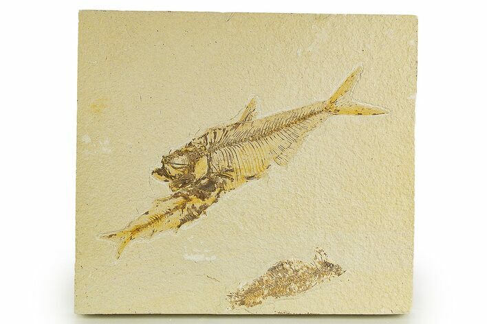 Bargain, Diplomystus Fossil Fish With Knightia - Wyoming #320172